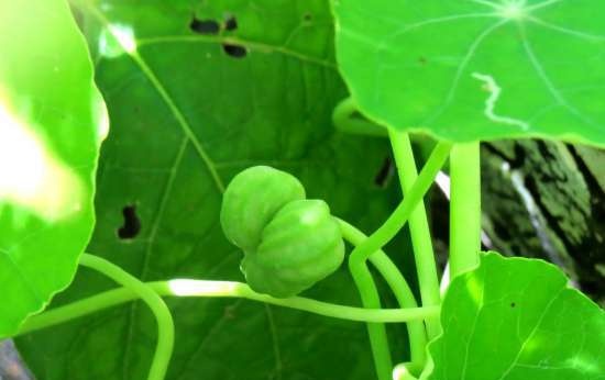 Nasturtium kapribogyó