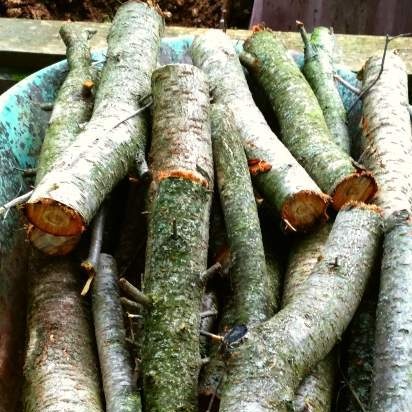 Fermented tea made from leaves of garden and wild plants (master class)