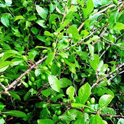 Fermented tea made from leaves of garden and wild plants (master class)