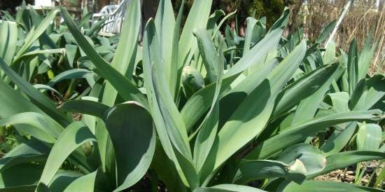 Gefermenteerde thee gemaakt van bladeren van tuin en wilde planten (masterclass)