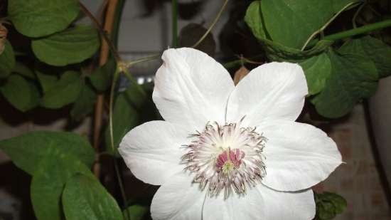 Gefermenteerde thee gemaakt van bladeren van tuin en wilde planten (masterclass)