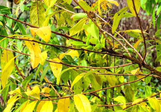 Fermented tea made from leaves of garden and wild plants (master class)