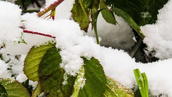 Tè fermentato a base di foglie di giardino e piante selvatiche (master class)