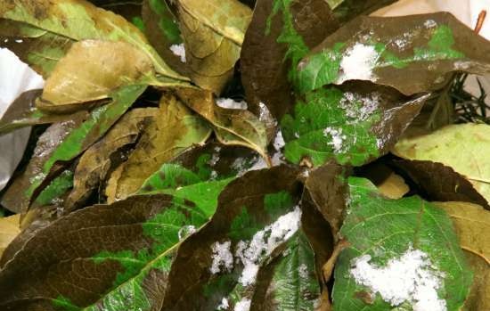 Fermented tea made from leaves of garden and wild plants (master class)