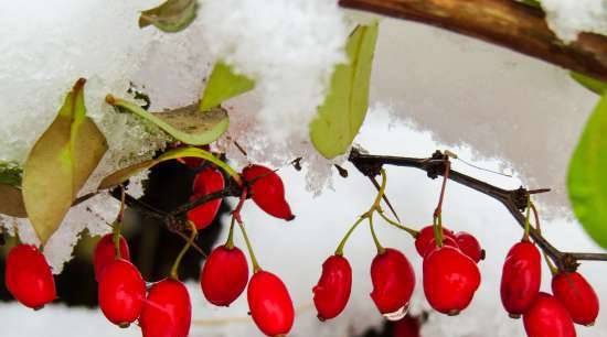 Gefermenteerde thee gemaakt van bladeren van tuin en wilde planten (masterclass)