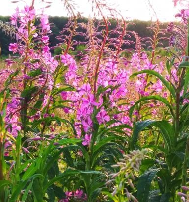 Té de Ivan (fermentación de hojas de fireweed) - clase magistral