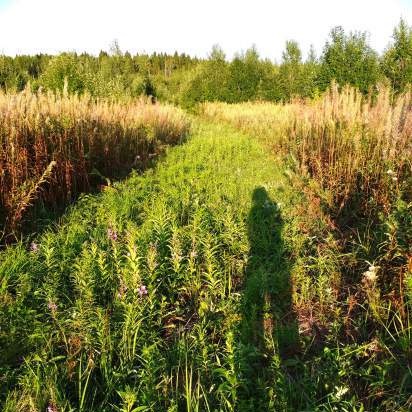 Gefermenteerde thee gemaakt van bladeren van tuin en wilde planten (masterclass)