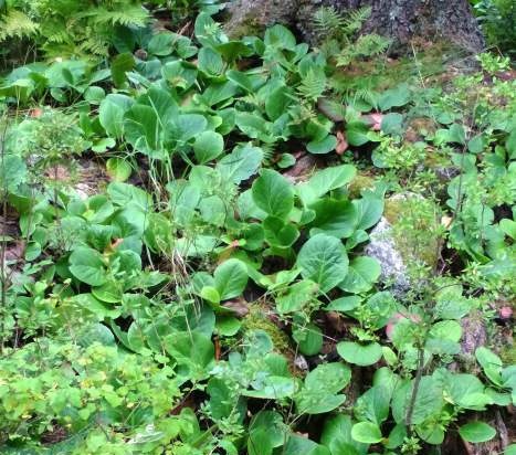 Fermented tea made from leaves of garden and wild plants (master class)