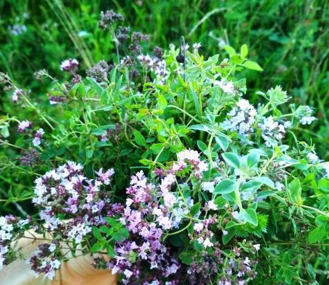 Té fermentado elaborado con hojas de jardín y plantas silvestres (clase magistral)