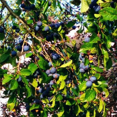 Marmellata di prugnolo