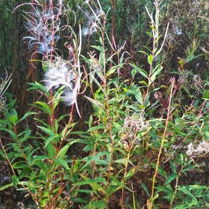 Ivan tea (fermentation of fireweed leaves) - master class