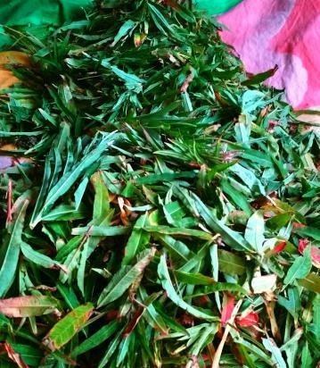 Ivan tea (fermentation of fireweed leaves) - master class