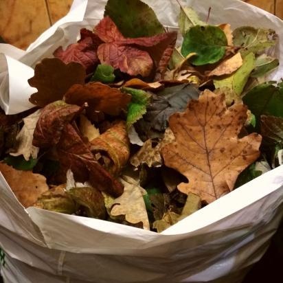 Fermented tea made from leaves of garden and wild plants (master class)