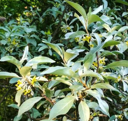 Té fermentado elaborado con hojas de jardín y plantas silvestres (clase magistral)