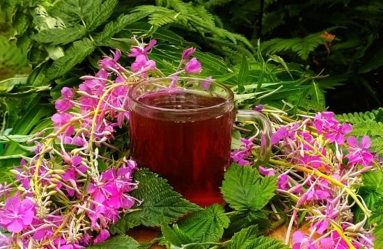 Fermented tea made from leaves of garden and wild plants (master class)