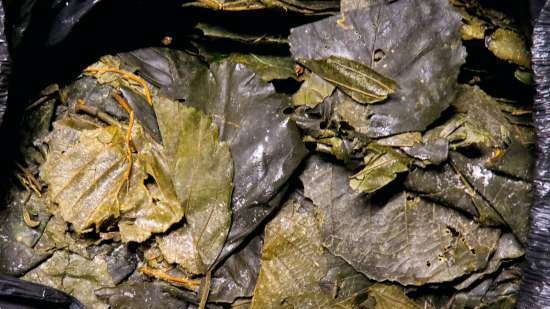 Té fermentado elaborado con hojas de jardín y plantas silvestres (clase magistral)