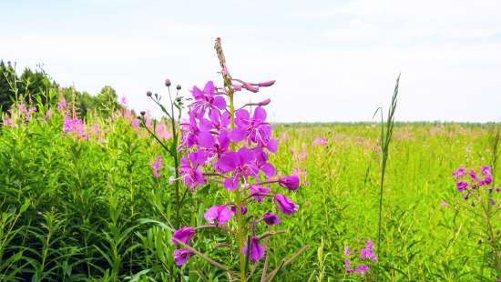 Ivan tea (fermentation of fireweed leaves) - master class