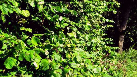 Gefermenteerde thee gemaakt van bladeren van tuin en wilde planten (masterclass)