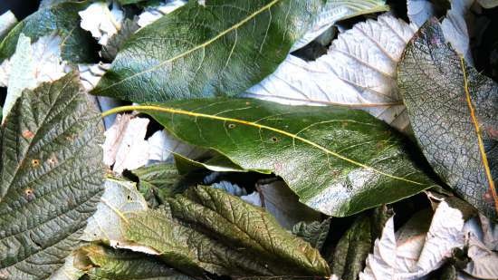 Aromatische ontstekingsremmende gefermenteerde of gestoofde thee