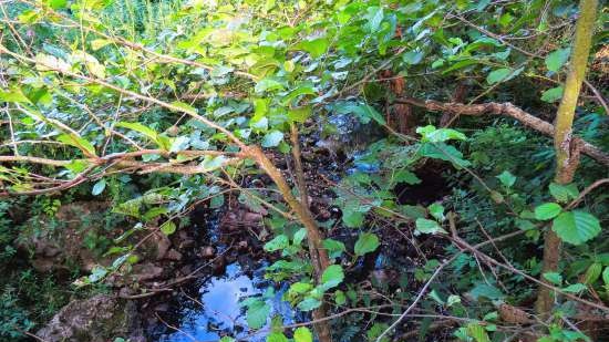 Gefermenteerde thee gemaakt van bladeren van tuin en wilde planten (masterclass)