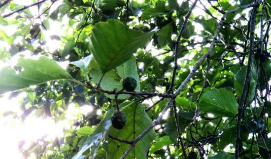 Fermented tea made from leaves of garden and wild plants (master class)