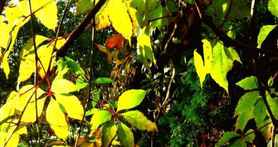 Fermented tea made from leaves of garden and wild plants (master class)