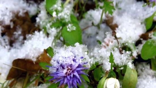 Gefermenteerde thee gemaakt van bladeren van tuin en wilde planten (masterclass)