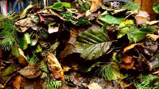 Tè fermentato a base di foglie di giardino e piante selvatiche (master class)