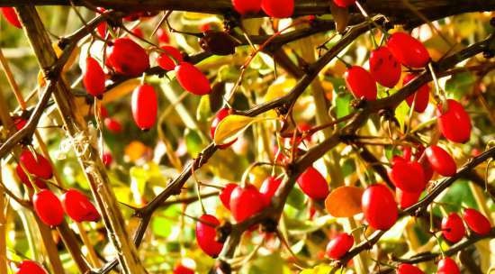 Tè fermentato a base di foglie di giardino e piante selvatiche (master class)