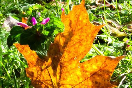 Gefermenteerde thee gemaakt van bladeren van tuin en wilde planten (masterclass)