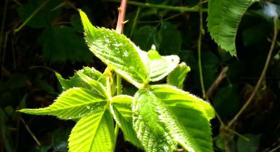 Fermented tea made from leaves of garden and wild plants (master class)