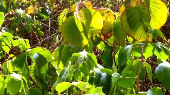 Fermented tea made from leaves of garden and wild plants (master class)