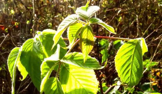 Fermented tea made from leaves of garden and wild plants (master class)