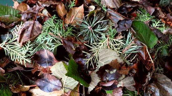 Gefermenteerde thee gemaakt van bladeren van tuin en wilde planten (masterclass)