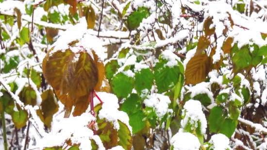 Gefermenteerde thee gemaakt van bladeren van tuin en wilde planten (masterclass)