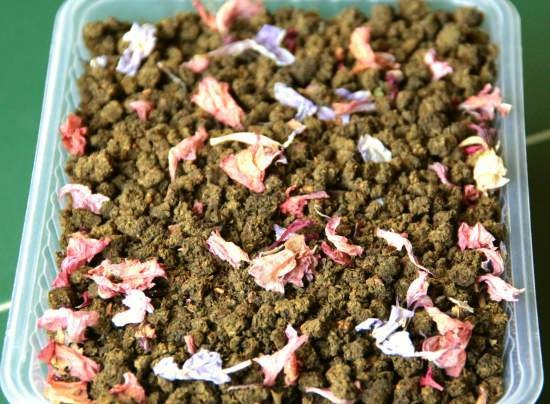 Té fermentado elaborado con hojas de jardín y plantas silvestres (clase magistral)