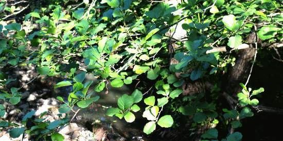 Fermented tea made from leaves of garden and wild plants (master class)