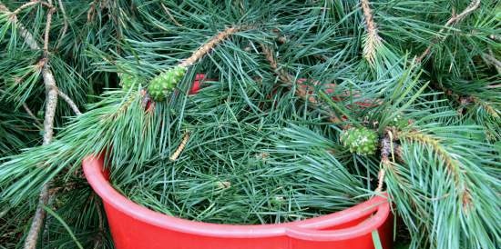 Coniferous currant jelly