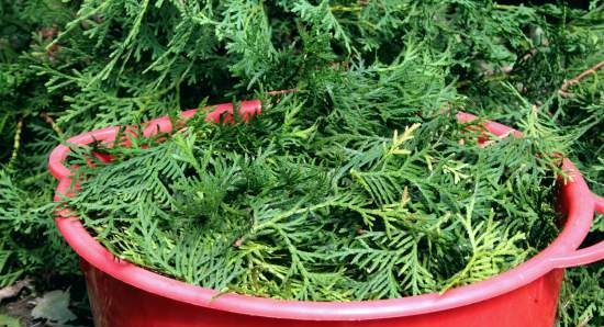 Coniferous currant jelly