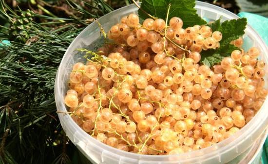 Coniferous currant jelly