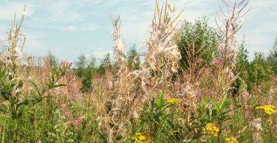 Gefermenteerde thee gemaakt van bladeren van tuin en wilde planten (masterclass)