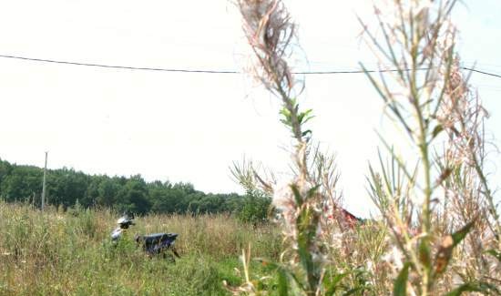 Gefermenteerde thee gemaakt van bladeren van tuin en wilde planten (masterclass)