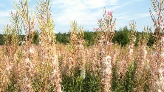 Gefermenteerde thee gemaakt van bladeren van tuin en wilde planten (masterclass)