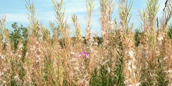 Gefermenteerde thee gemaakt van bladeren van tuin en wilde planten (masterclass)