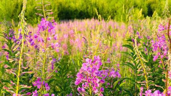 Ivan tea (fermentation of fireweed leaves) - master class