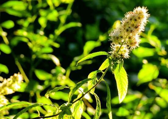 Té fermentado elaborado con hojas de jardín y plantas silvestres (clase magistral)