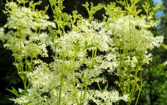 Gefermenteerde thee gemaakt van bladeren van tuin en wilde planten (masterclass)