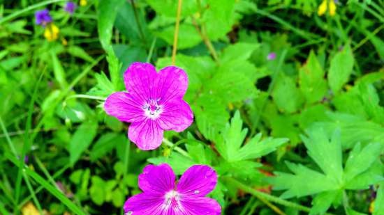 Gefermenteerde thee gemaakt van bladeren van tuin en wilde planten (masterclass)