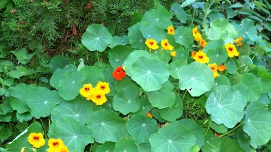 Nasturtium kapribogyó