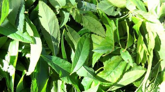 Fermented tea made from leaves of garden and wild plants (master class)